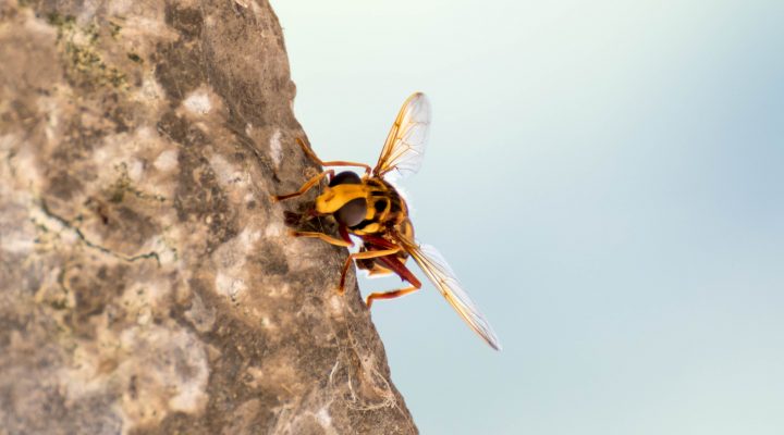 AvispaAsiatica_aiaraldea-720x400 Albisteak